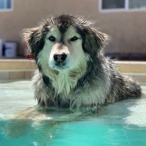 Meet your Posher, Steve